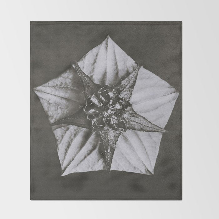 Snowbird, The Magic Garden of Nature, autumn blossom black and white photograph by Karl Blossfeldt Throw Blanket Gallery Image 2