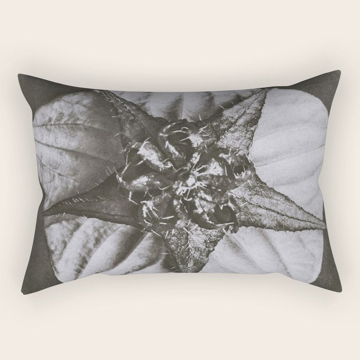 Snowbird, The Magic Garden of Nature, autumn blossom black and white photograph by Karl Blossfeldt Rectangular Pillow Gallery Image 1