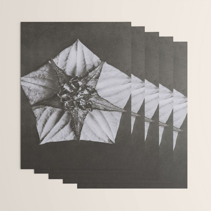 Snowbird, The Magic Garden of Nature, autumn blossom black and white photograph by Karl Blossfeldt Wrapping Paper Gallery Image 3