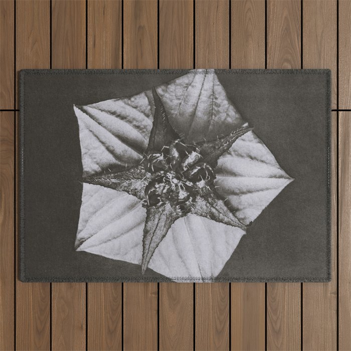 Snowbird, The Magic Garden of Nature, autumn blossom black and white photograph by Karl Blossfeldt Outdoor Rug Gallery Image 1