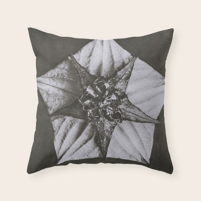 Snowbird, The Magic Garden of Nature, autumn blossom black and white photograph by Karl Blossfeldt Throw Pillow Gallery Image 6
