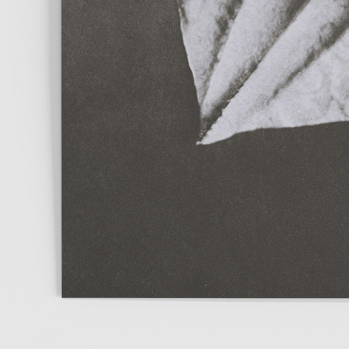 Snowbird, The Magic Garden of Nature, autumn blossom black and white photograph by Karl Blossfeldt Poster Gallery Image 3