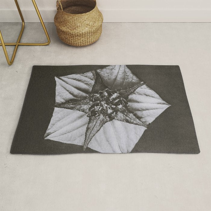 Snowbird, The Magic Garden of Nature, autumn blossom black and white photograph by Karl Blossfeldt Rug Gallery Image 1