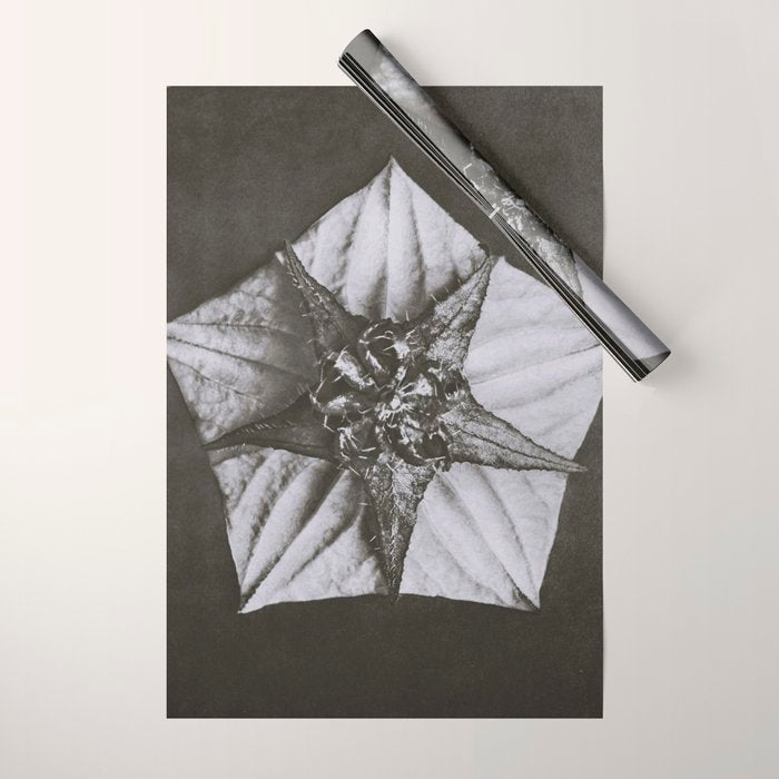 Snowbird, The Magic Garden of Nature, autumn blossom black and white photograph by Karl Blossfeldt Wrapping Paper Gallery Image 1