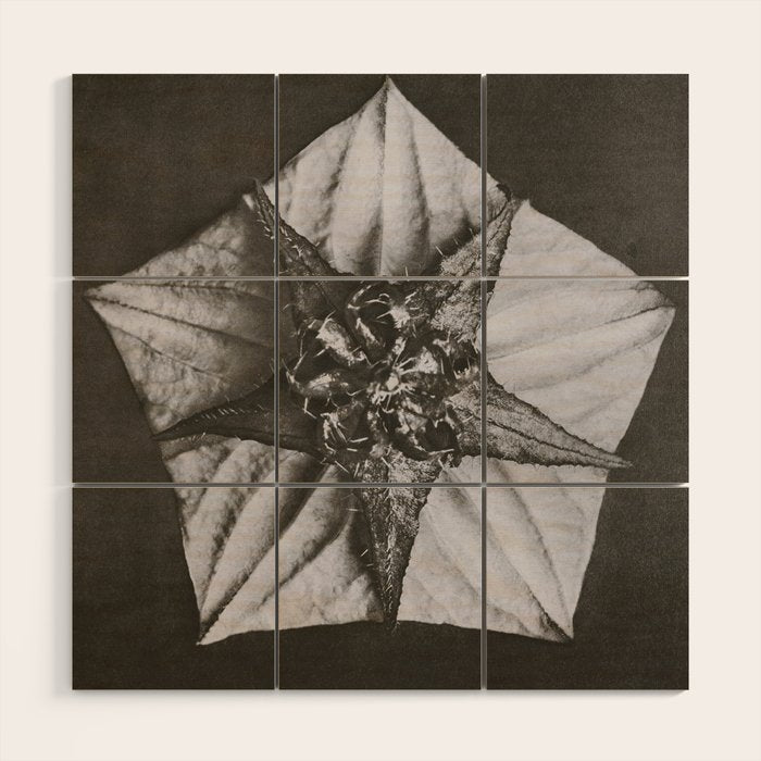 Snowbird, The Magic Garden of Nature, autumn blossom black and white photograph by Karl Blossfeldt Wood Wall Art Gallery Image 1