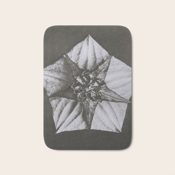 Snowbird, The Magic Garden of Nature, autumn blossom black and white photograph by Karl Blossfeldt Bath Mat Gallery Image 1