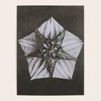 Snowbird, The Magic Garden of Nature, autumn blossom black and white photograph by Karl Blossfeldt Poster Gallery Image 4