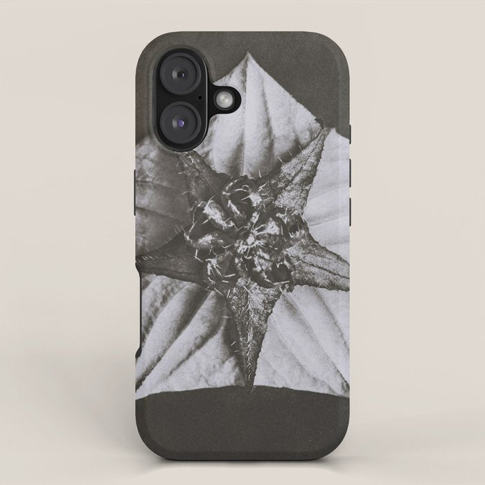 Snowbird, The Magic Garden of Nature, autumn blossom black and white photograph by Karl Blossfeldt iPhone Case Gallery Image 1