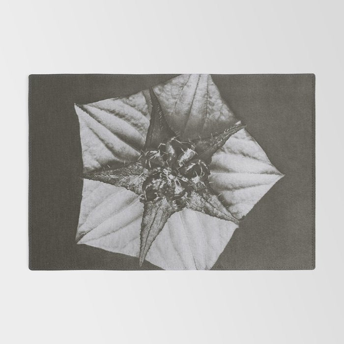 Snowbird, The Magic Garden of Nature, autumn blossom black and white photograph by Karl Blossfeldt Rug Gallery Image 2