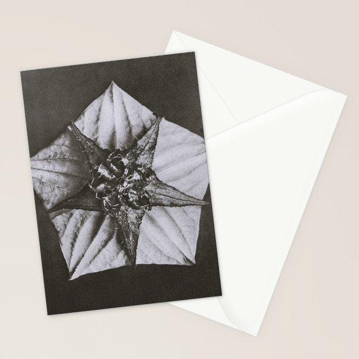 Snowbird, The Magic Garden of Nature, autumn blossom black and white photograph by Karl Blossfeldt Stationery Card Gallery Image 2