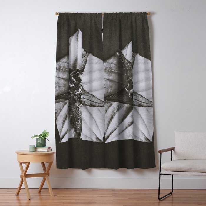 Snowbird, The Magic Garden of Nature, autumn blossom black and white photograph by Karl Blossfeldt Window Curtain Gallery Image 5