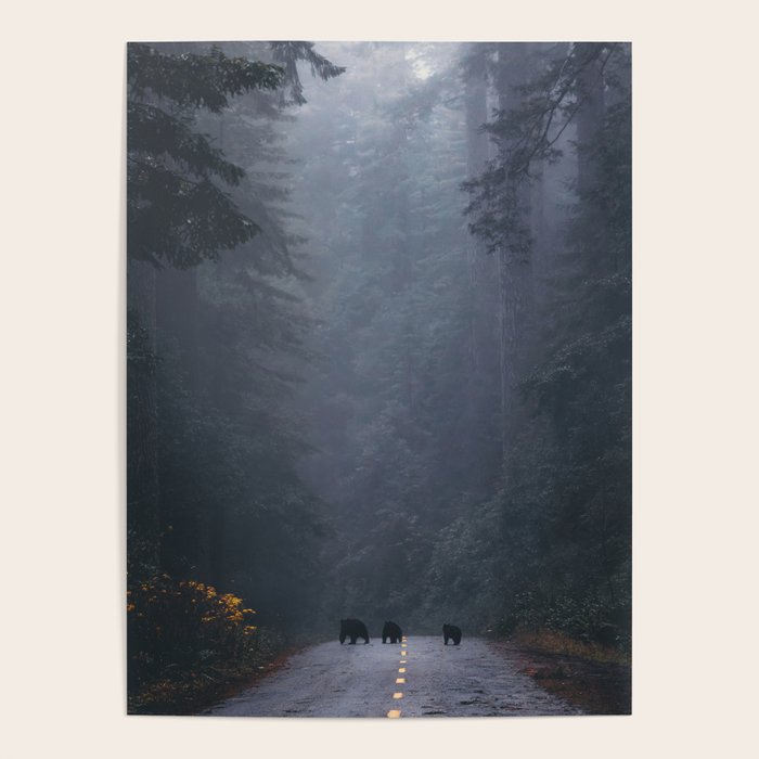 Redwood Forest Black Bear Adventure III Poster Gallery Image 4