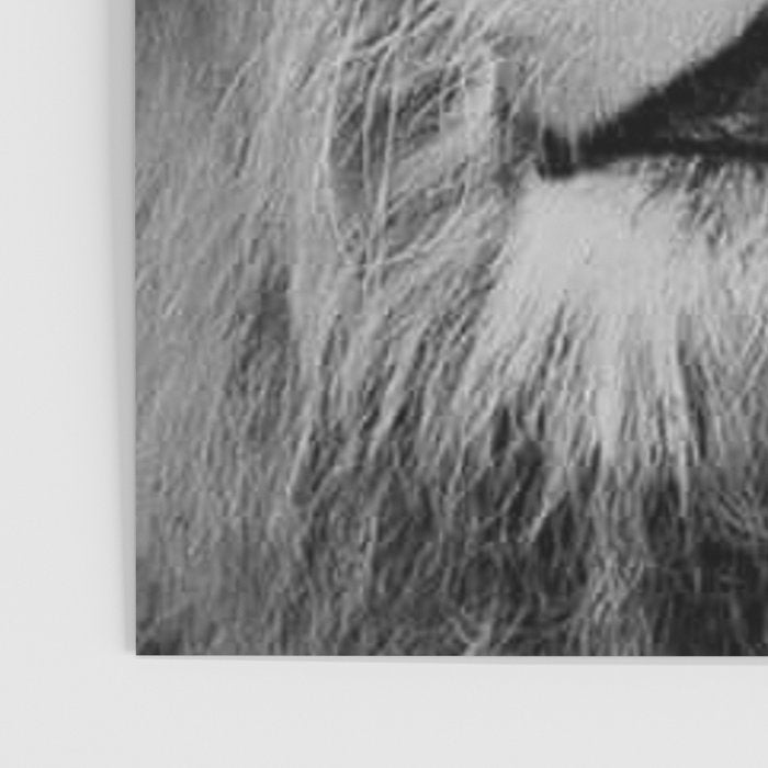 Grouchy Lion being kissed by brunette girl black and white photography Poster Gallery Image 3