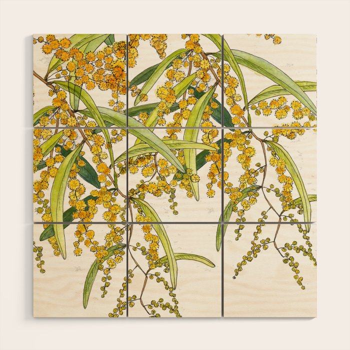 Australian Wattle Flower, Illustration Wood Wall Art Gallery Image 1