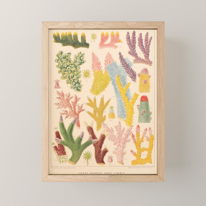 Corals from âThe Great Barrier Reef of Australiaâ by William Saville Kent, 1893 Mini Art Print Gallery Image 1