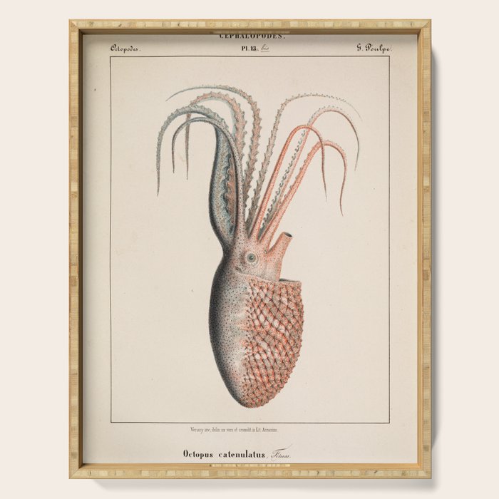 Octopus from "Mollusques Méditeranéens" by Jean Baptiste Vérany, 1851 Serving Tray Gallery Image 1