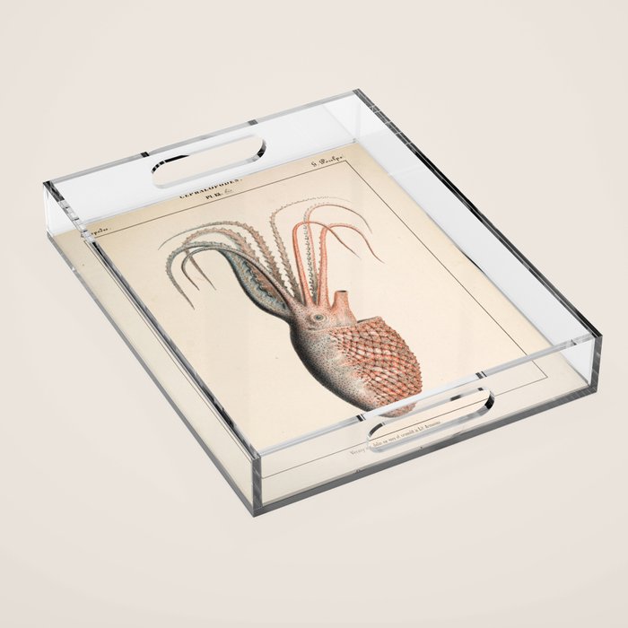 Octopus from "Mollusques Méditeranéens" by Jean Baptiste Vérany, 1851 Acrylic Tray Gallery Image 1