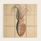 Octopus from "Mollusques Méditeranéens" by Jean Baptiste Vérany, 1851 Wood Wall Art Gallery Image 1
