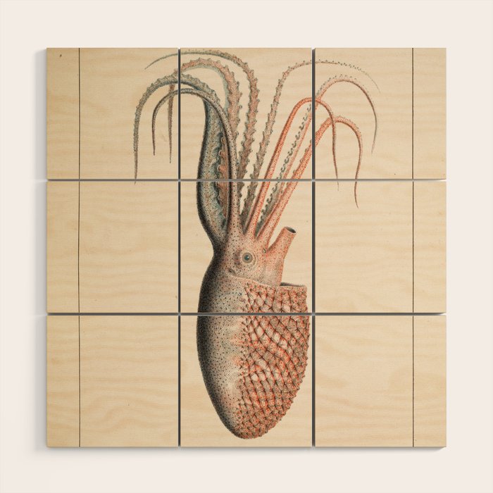 Octopus from "Mollusques Méditeranéens" by Jean Baptiste Vérany, 1851 Wood Wall Art Gallery Image 1