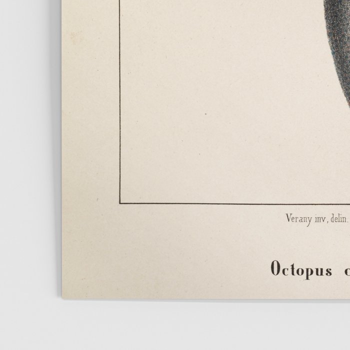 Octopus from "Mollusques Méditeranéens" by Jean Baptiste Vérany, 1851 Poster Gallery Image 3