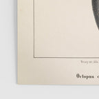 Octopus from "Mollusques Méditeranéens" by Jean Baptiste Vérany, 1851 Poster Gallery Image 3