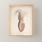 Octopus from "Mollusques Méditeranéens" by Jean Baptiste Vérany, 1851 Mini Art Print Gallery Image 1