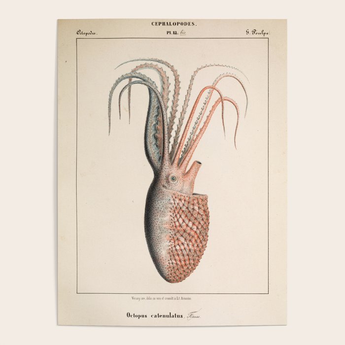 Octopus from "Mollusques Méditeranéens" by Jean Baptiste Vérany, 1851 Poster Gallery Image 4
