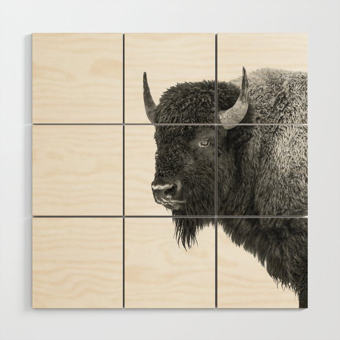 Bison Black and White Wildlife Photography Square Wood Wall Art Gallery Image 1