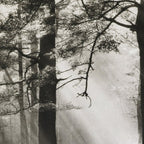 Pathway of light, sunlight and sunbeams in forest black and white photograph by J W Chapman Taylor Coffee Mug Gallery Image 2