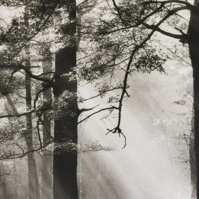 Pathway of light, sunlight and sunbeams in forest black and white photograph by J W Chapman Taylor Coffee Mug Gallery Image 2