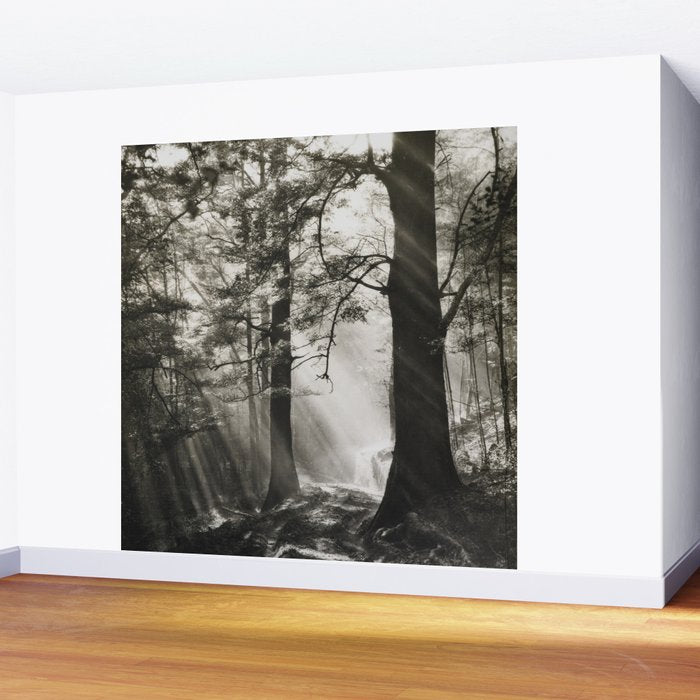 Pathway of light, sunlight and sunbeams in forest black and white photograph by J W Chapman Taylor Wall Mural Gallery Image 2