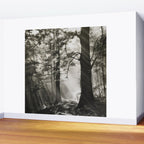 Pathway of light, sunlight and sunbeams in forest black and white photograph by J W Chapman Taylor Wall Mural Gallery Image 2
