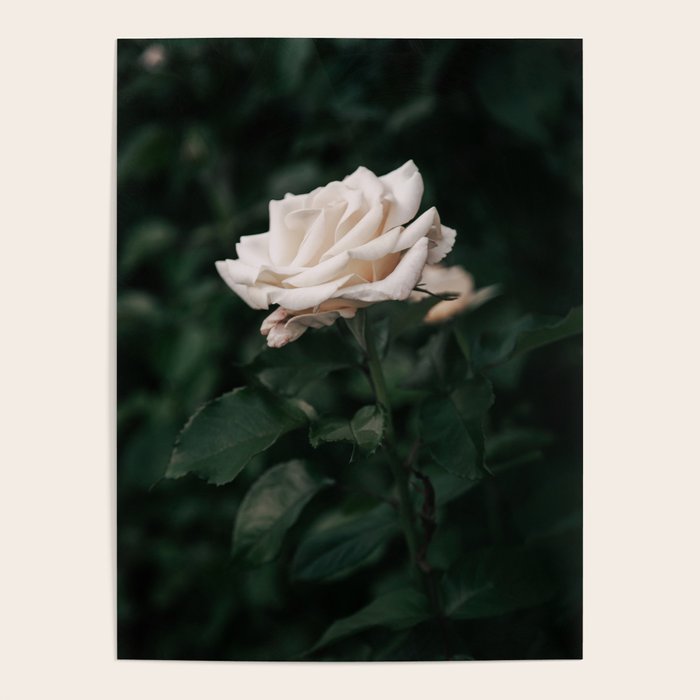 White Rose Poster Gallery Image 1