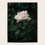 White Rose Poster Gallery Image 4