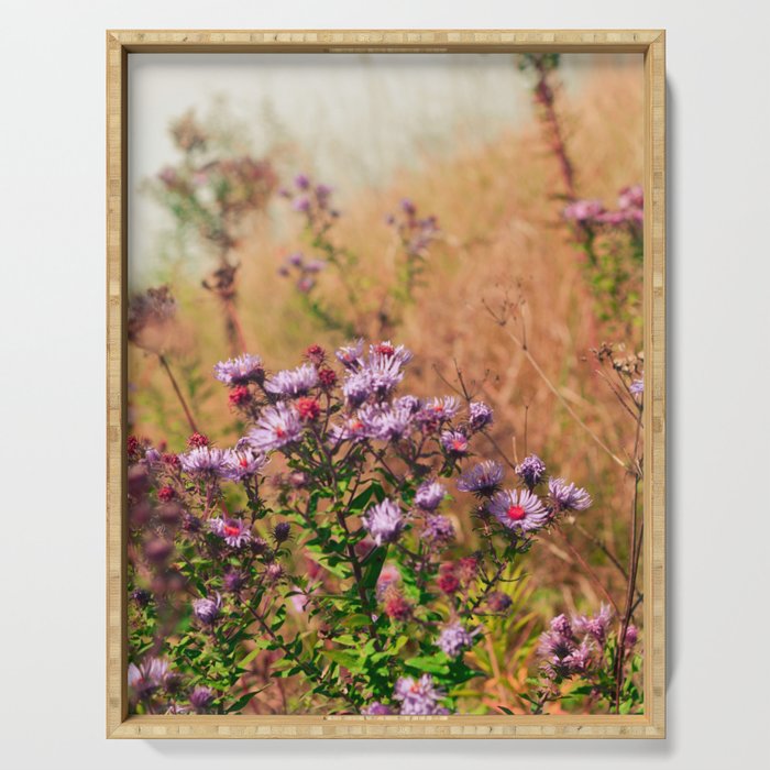 Casual Affair aster - wildflower nature photograph Serving Tray Gallery Image 1