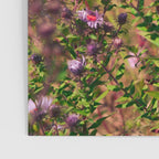 Casual Affair aster - wildflower nature photograph Poster Gallery Image 3
