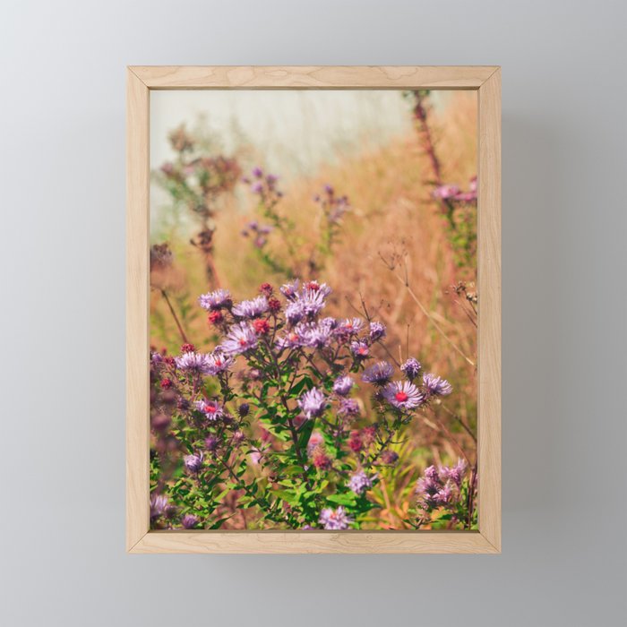 Casual Affair aster - wildflower nature photograph Mini Art Print Gallery Image 1