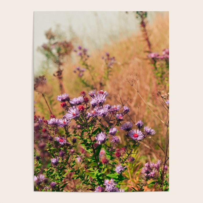 Casual Affair aster - wildflower nature photograph Poster Gallery Image 1