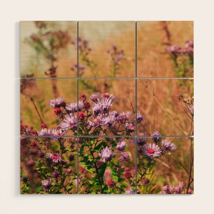 Casual Affair aster - wildflower nature photograph Wood Wall Art Gallery Image 1