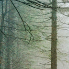Into The Forest V - Pacific Northwest Nature Adventure Coffee Mug Gallery Image 2