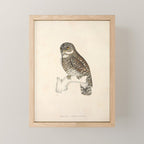 Asian barred owlet by Elizabeth Gould from "A Century of Birds from the Himalaya Mountains," 1831 Mini Art Print Gallery Image 1