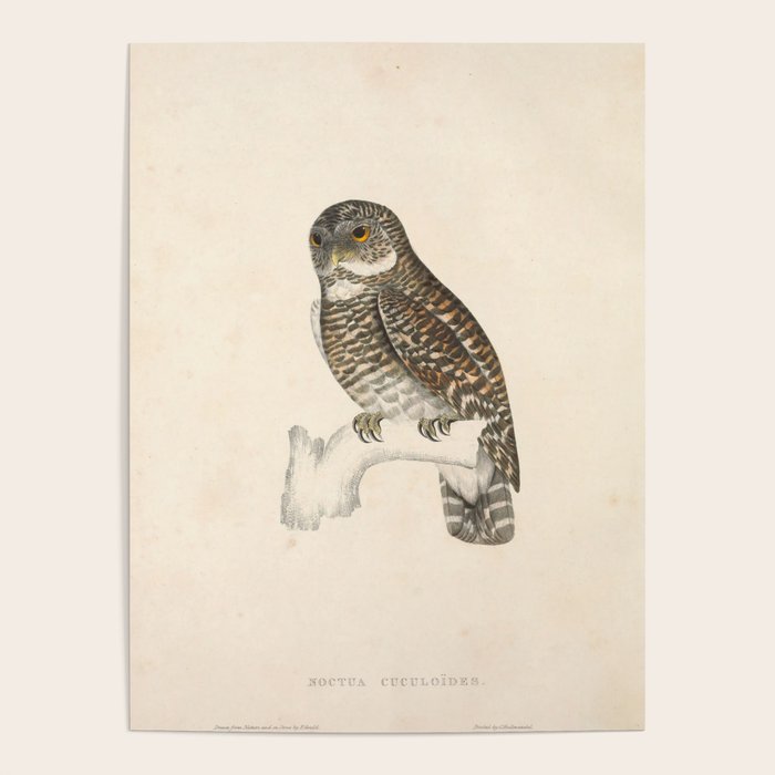 Asian barred owlet by Elizabeth Gould from "A Century of Birds from the Himalaya Mountains," 1831 Poster Gallery Image 1