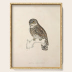 Asian barred owlet by Elizabeth Gould from "A Century of Birds from the Himalaya Mountains," 1831 Serving Tray Gallery Image 1