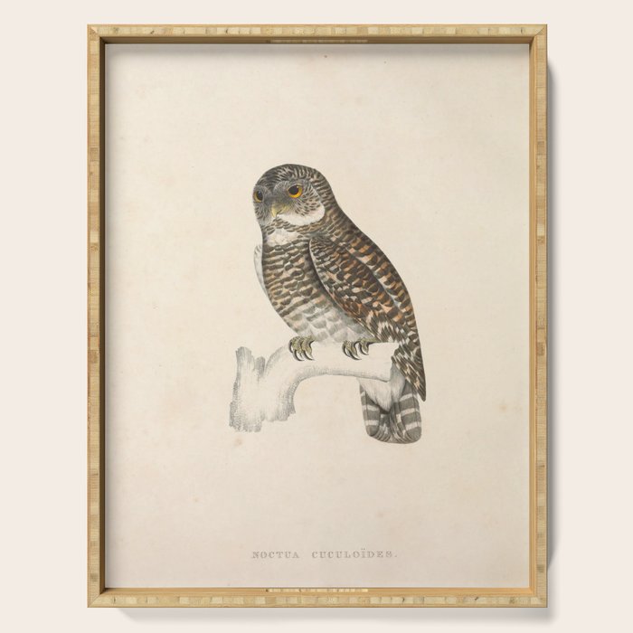 Asian barred owlet by Elizabeth Gould from "A Century of Birds from the Himalaya Mountains," 1831 Serving Tray Gallery Image 1