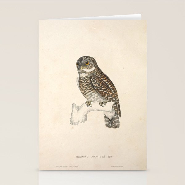 Asian barred owlet by Elizabeth Gould from "A Century of Birds from the Himalaya Mountains," 1831 Stationery Card Gallery Image 2