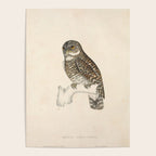 Asian barred owlet by Elizabeth Gould from "A Century of Birds from the Himalaya Mountains," 1831 Poster Gallery Image 4
