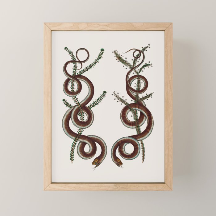 Albertus Seba Snakes  Double Spiral Vines  Mini Art Print Gallery Image 1