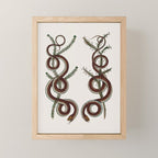 Albertus Seba Snakes  Double Spiral Vines  Mini Art Print Gallery Image 1