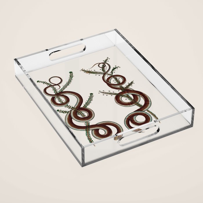 Albertus Seba Snakes  Double Spiral Vines  Acrylic Tray Gallery Image 1