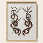 Albertus Seba Snakes  Double Spiral Vines  Serving Tray Gallery Image 1